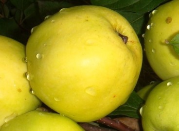 Pommier Cadeau d'automne : caractéristiques de la variété et entretien