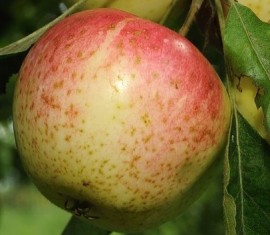 Pommier Stark Early : caractéristiques et entretien