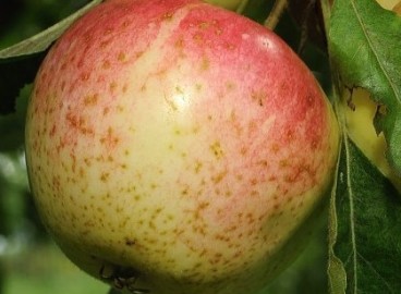 Pommier Stark Early : caractéristiques et entretien