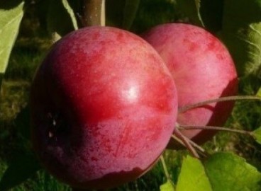 Pommier « Collier de Moscou » : caractéristiques de la variété et entretien