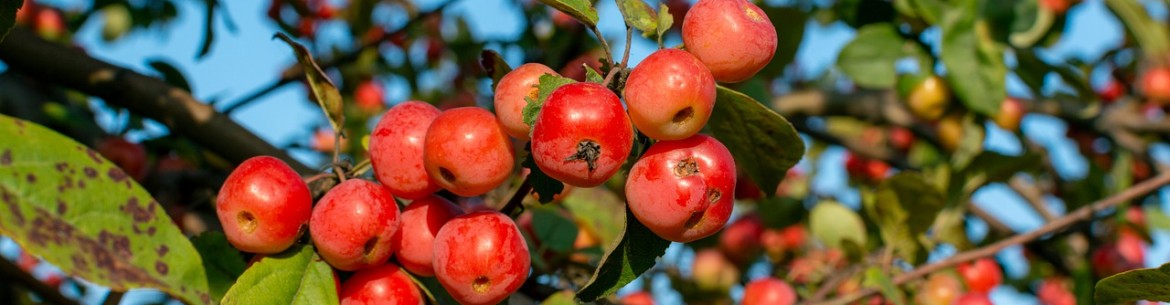 Brillance laiteuse sur les pommiers : traitement et prévention