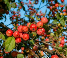 Brillance laiteuse sur les pommiers : traitement et prévention