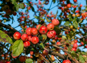 Brillance laiteuse sur les pommiers : traitement et prévention