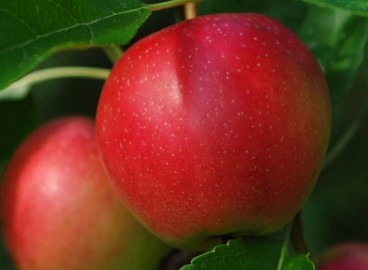 Pommier « Slast Scarlet » : caractéristiques de la variété et entretien