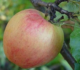 Pommier Kurnakovskoye : caractéristiques de la variété et entretien