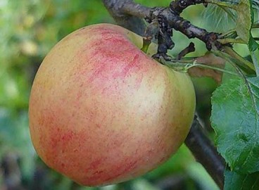 Pommier Kurnakovskoye : caractéristiques de la variété et entretien