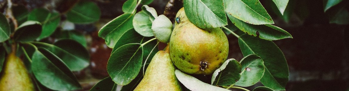 Greffage d'un poirier sur un pommier : période optimale et techniques