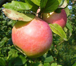 Santé du pommier : caractéristiques de la variété et entretien