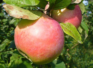 Santé du pommier : caractéristiques de la variété et entretien
