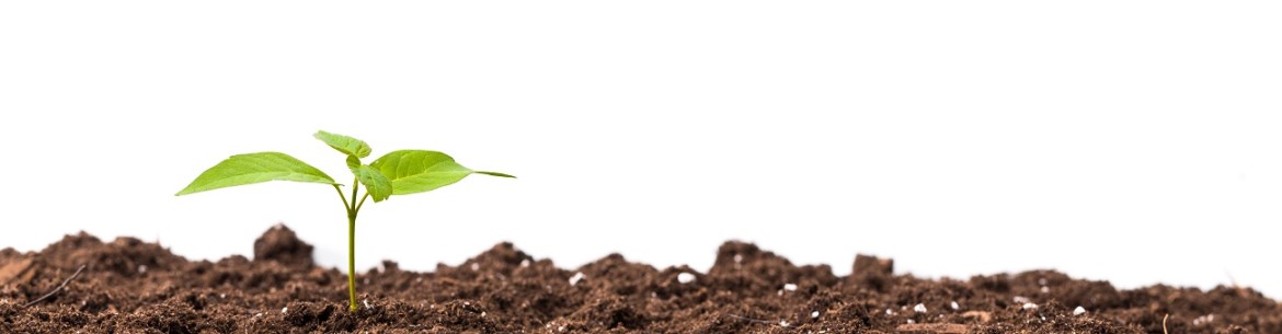 Comment désacidifier le sol de votre jardin : 5 méthodes parmi les plus efficaces