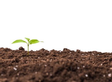 Comment désacidifier le sol de votre jardin : 5 méthodes parmi les plus efficaces