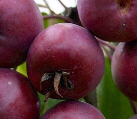 Pommier Ola : caractéristiques de la variété et entretien