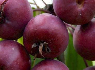 Pommier Ola : caractéristiques de la variété et entretien