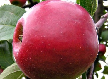 Pommier Zvezdochka : caractéristiques de la variété et entretien