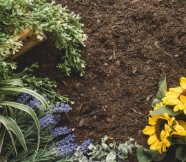 Quel type de sol les fleurs préfèrent-elles ? Comprendre les différents types de sol