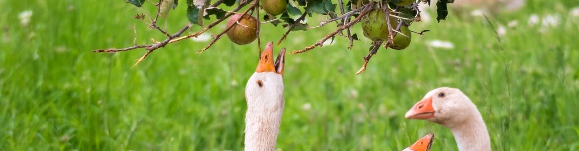 Peut-on donner des pommes aux animaux et à la volaille, et quelle quantité par jour est sans danger ?