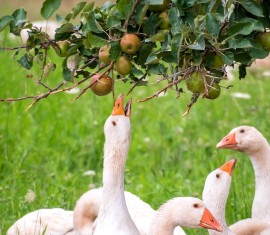 Peut-on donner des pommes aux animaux et à la volaille, et quelle quantité par jour est sans danger ?