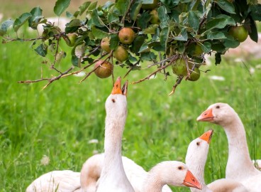 Peut-on donner des pommes aux animaux et à la volaille, et quelle quantité par jour est sans danger ?