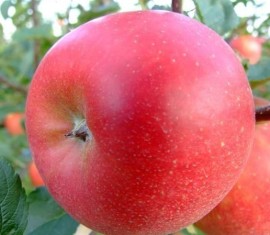 Pommier Ligol : caractéristiques de la variété et entretien