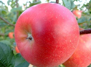 Pommier Ligol : caractéristiques de la variété et entretien