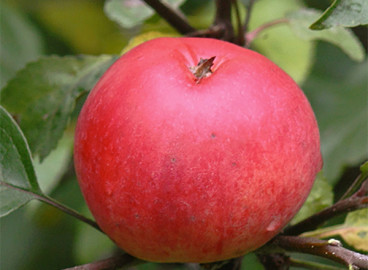 Pommier souvenir de l'Altaï : caractéristiques de la variété et entretien