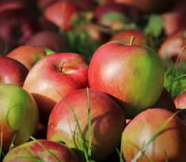 Les pommes pour perdre du poids : peut-on et faut-il en manger pour maigrir ?