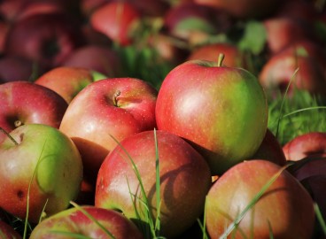 Les pommes pour perdre du poids : peut-on et faut-il en manger pour maigrir ?