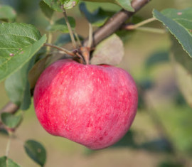 La beauté du pommier de jardin : caractéristiques de la variété et entretien