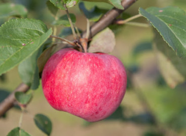 La beauté du pommier de jardin : caractéristiques de la variété et entretien