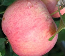 Pommier Sokovoe : caractéristiques de la variété et entretien