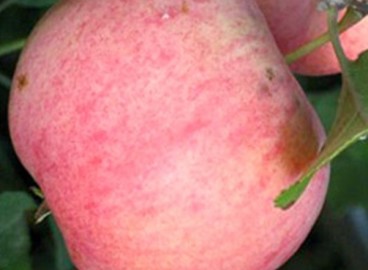 Pommier Sokovoe : caractéristiques de la variété et entretien