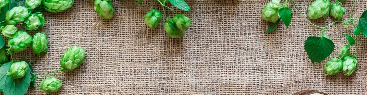 Comment se débarrasser du houblon dans son jardin