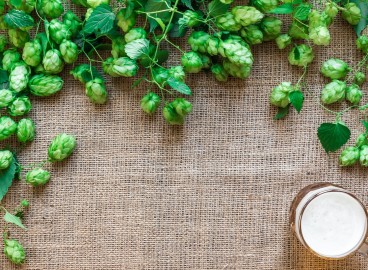 Comment se débarrasser du houblon dans son jardin
