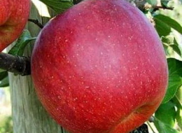 Pommier Rhevena : caractéristiques de la variété et entretien