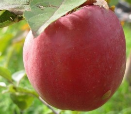 Pommier Winter Beauty : variété et conseils d’entretien