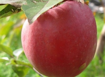 Pommier Winter Beauty : variété et conseils d’entretien