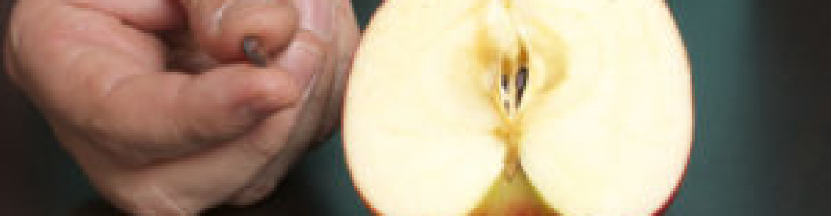 Faites-le vous-même : comment faire pousser un pommier à partir d’une graine