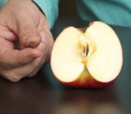 Faites-le vous-même : comment faire pousser un pommier à partir d’une graine