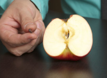 Faites-le vous-même : comment faire pousser un pommier à partir d’une graine