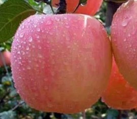 Pommier à garniture rose : caractéristiques de la variété et entretien