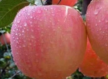 Pommier à garniture rose : caractéristiques de la variété et entretien