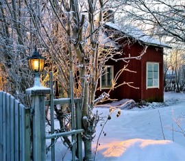 Comment enterrer les jeunes plants pour l'hiver avant de les planter au printemps afin qu'ils ne meurent pas