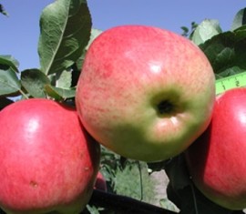 Pommier Skala : caractéristiques de la variété et entretien