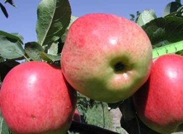 Pommier Skala : caractéristiques de la variété et entretien