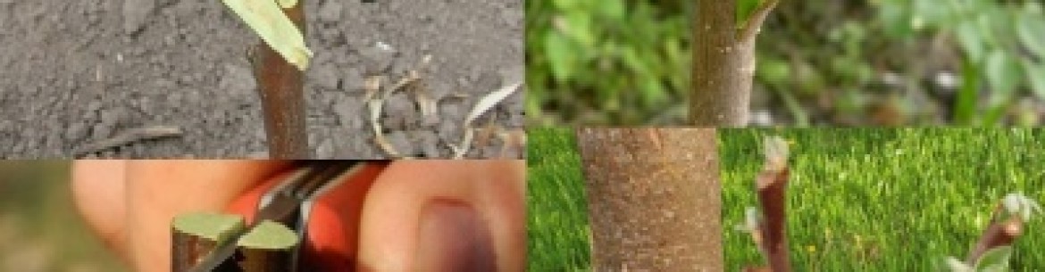 Comment greffer un pommier en été : un guide étape par étape pour les débutants