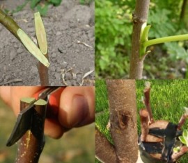 Comment greffer un pommier en été : un guide étape par étape pour les débutants