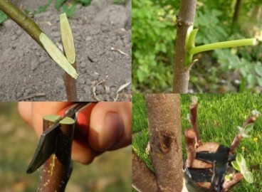 Comment greffer un pommier en été : un guide étape par étape pour les débutants