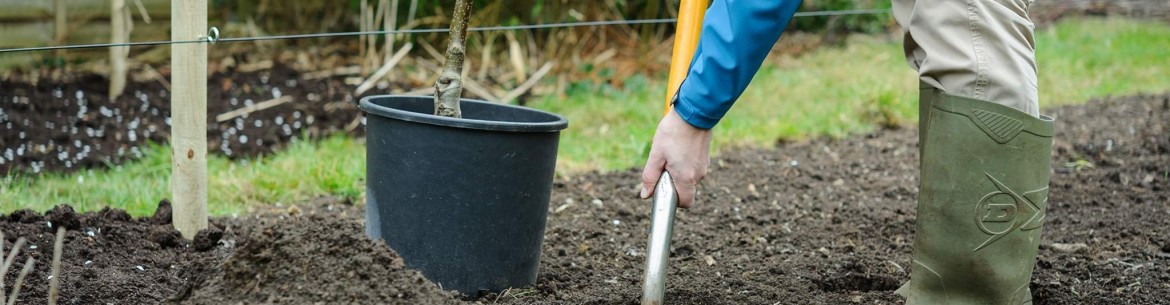 Quand planter les jeunes arbres fruitiers