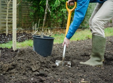 Quand planter les jeunes arbres fruitiers