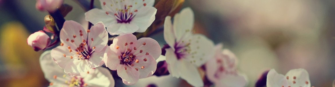 Comment fertiliser un pommier après la floraison : 16 options d’engrais